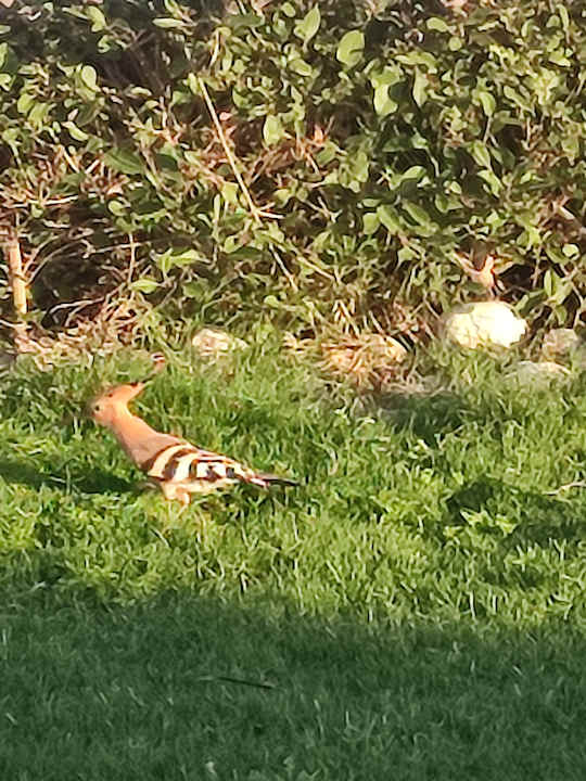 Gartenanlage Ghazala Beach