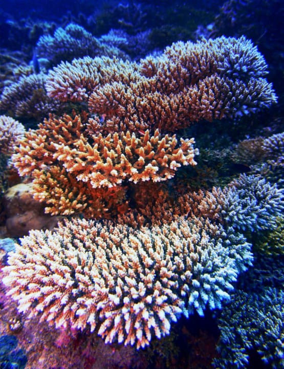 Sport & Freizeit NH Collection Maldives Havodda Resort