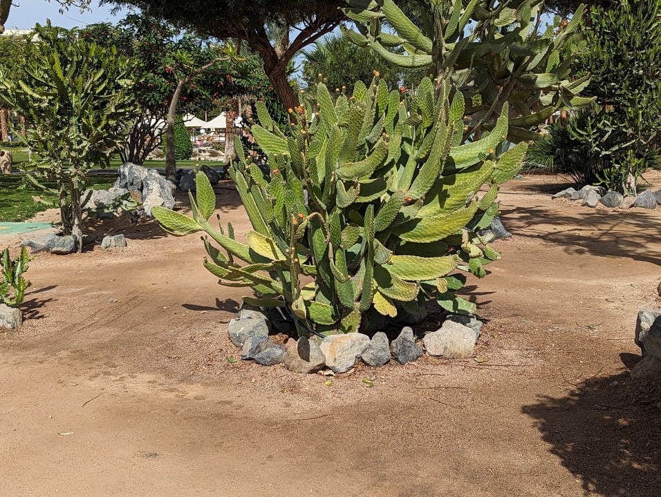 Gartenanlage Steigenberger ALDAU Beach Hotel