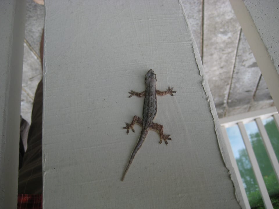 Gecko Dusit Thani Krabi Beach Resort