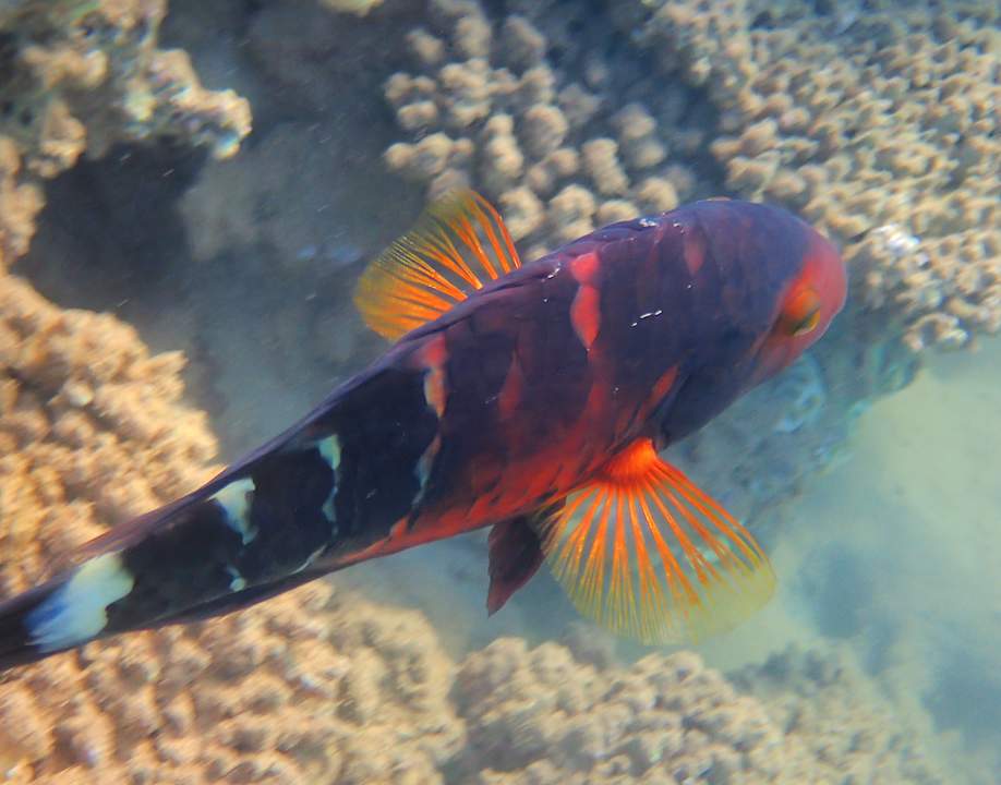 Sonstiges Shams Alam Beach Resort