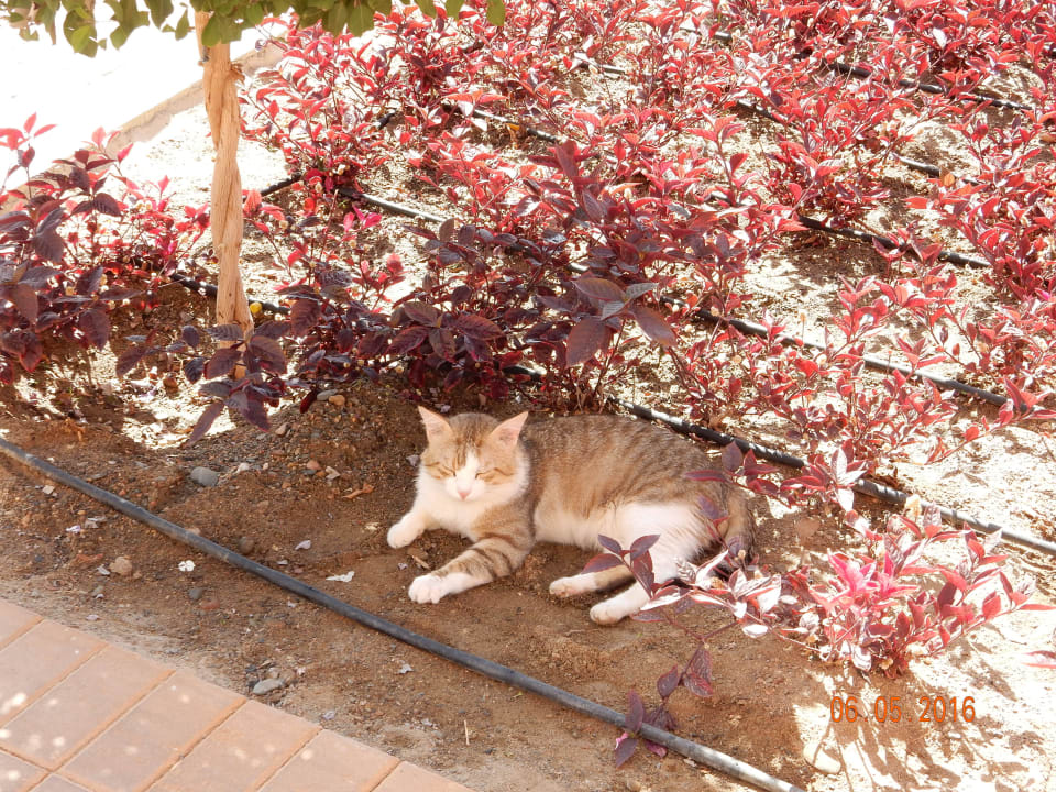 Jino Novotel Marsa Alam Beach Resort