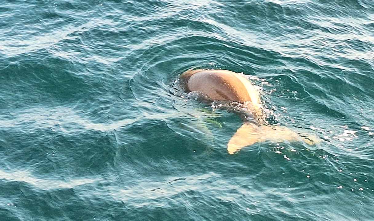 Sonstiges SUNRISE Anjum Resort Marsa Alam