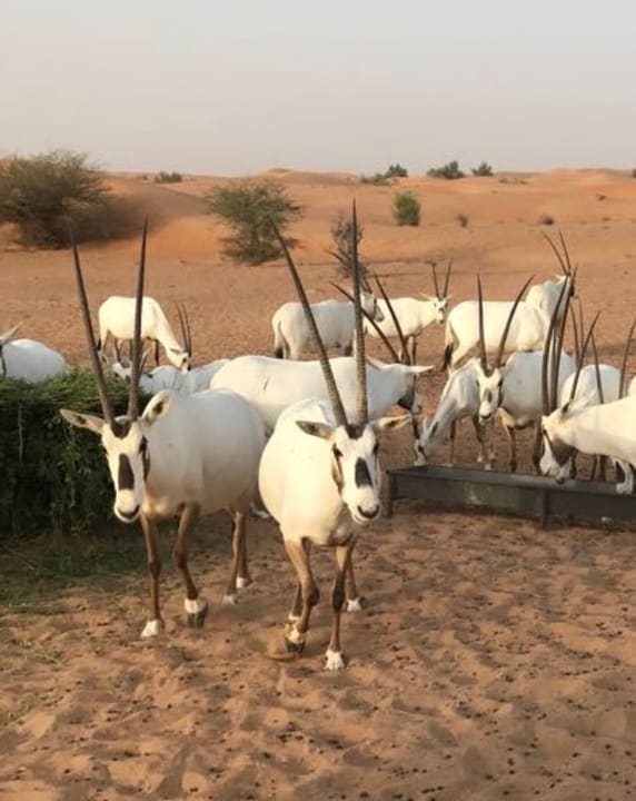 Sonstiges Al Maha, A Luxury Collection Desert Resort & Spa