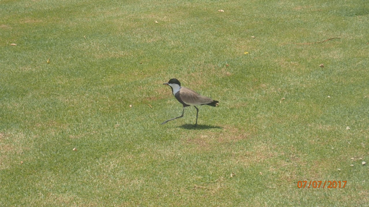 Gartenanlage Steigenberger Coraya Beach - Adults only