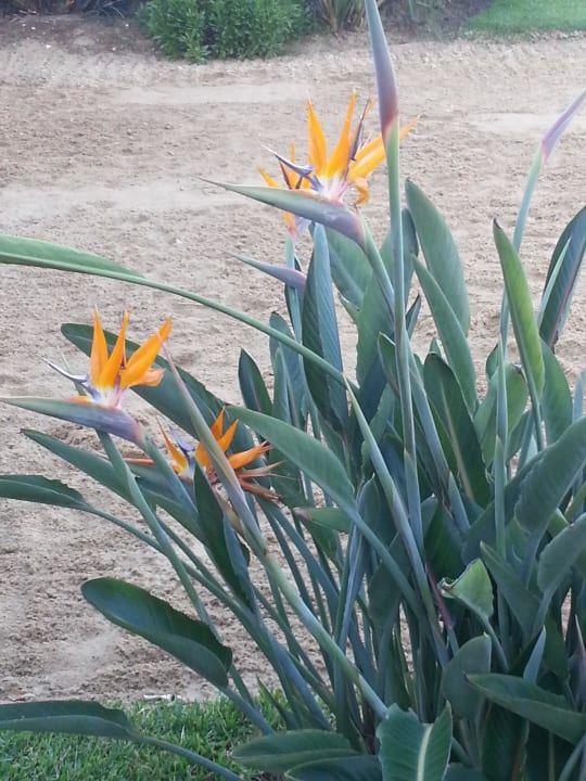 Flora und Fauna Fuerte Conil-Resort