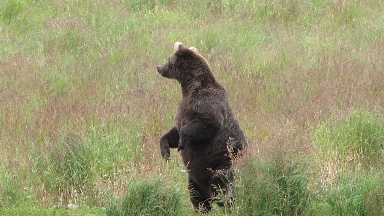 Bär an der Brooks Lodge Brooks Lodge