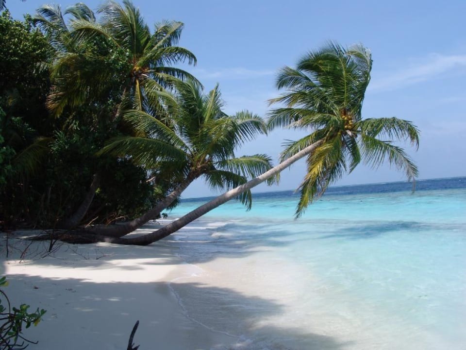 Palmen am Nordstrand Vilamendhoo Island Resort & Spa