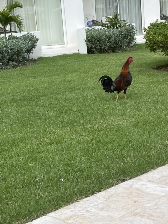 Gartenanlage Dreams La Romana Resort & Spa