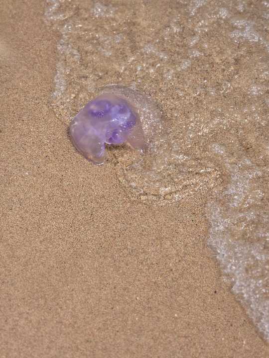 Strand Sentido Caribbean World Soma Bay