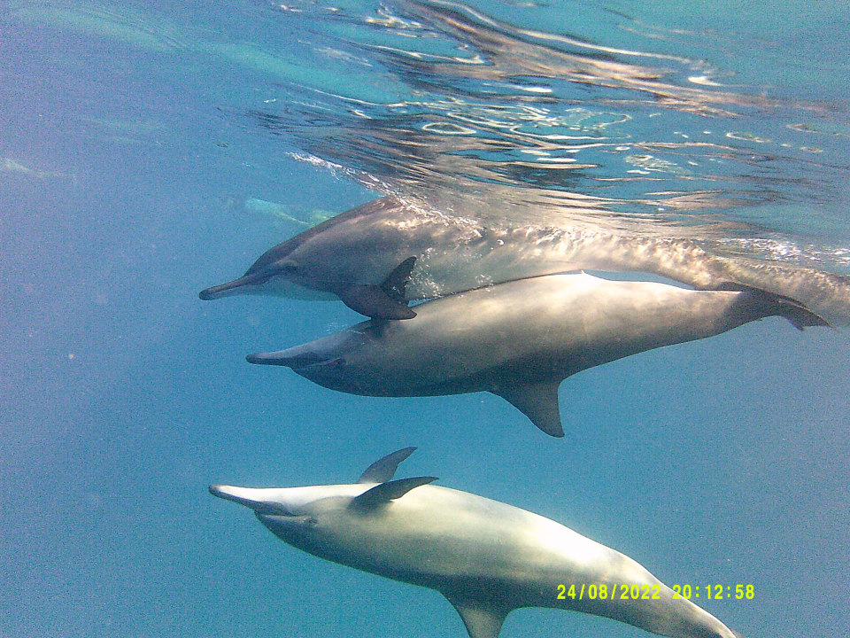 Sport & Freizeit Shams Alam Beach Resort