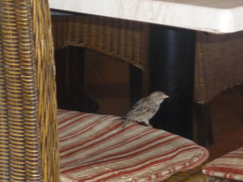 Vögel im Restaurant Jaz Makadi Oasis Resort