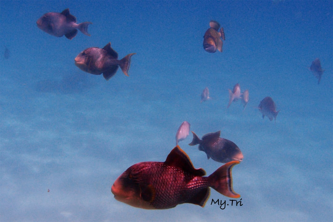 Strand Dream Lagoon Resort & Aqua Park