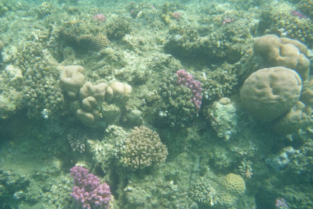 Korallen am Hausriff Three Corners Equinox Beach Resort