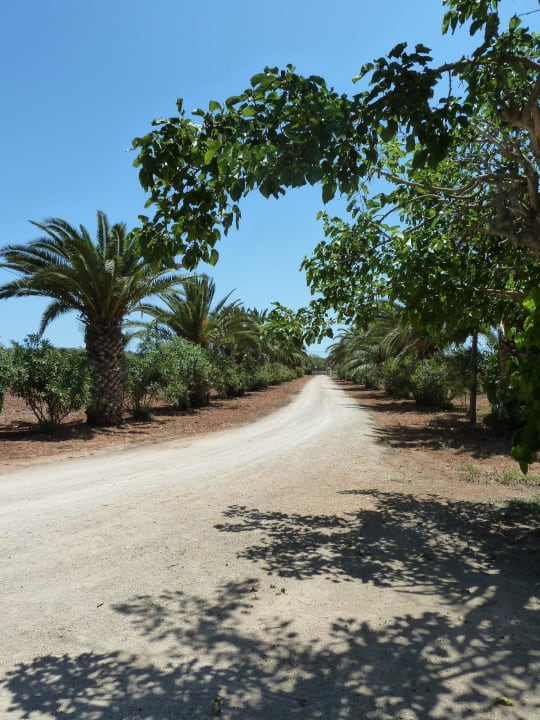 Palmenallee Agroturismo S'Hort de Can Carrio AG/226