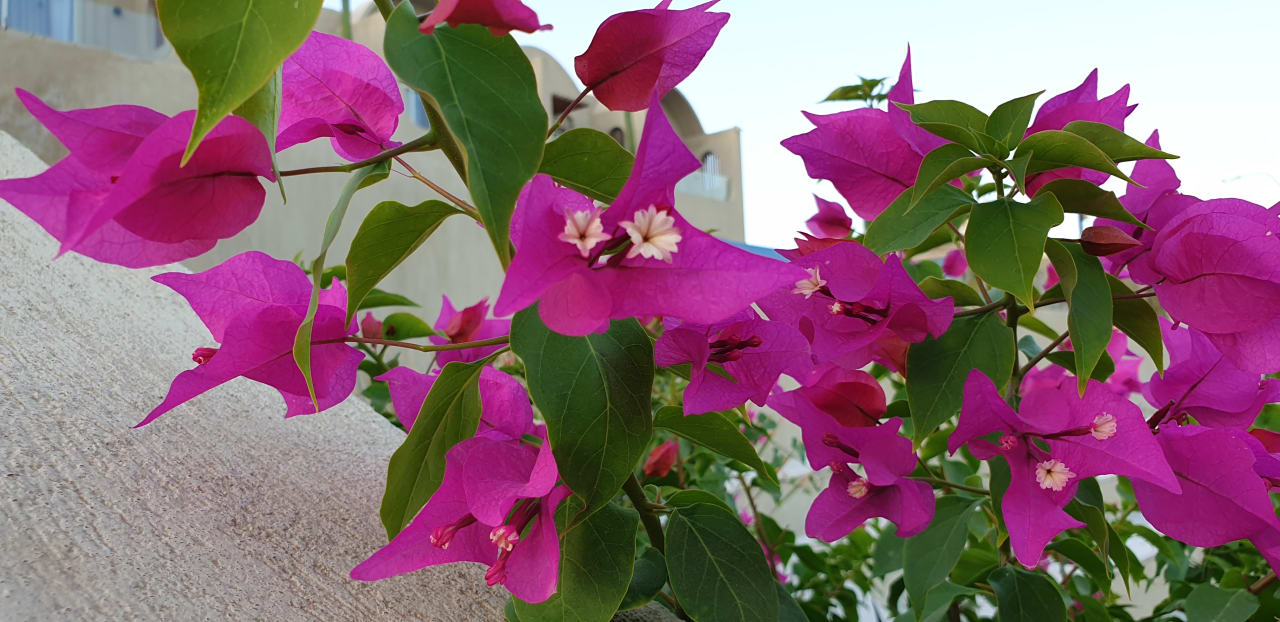 Sonstiges SUNRISE Anjum Resort Marsa Alam