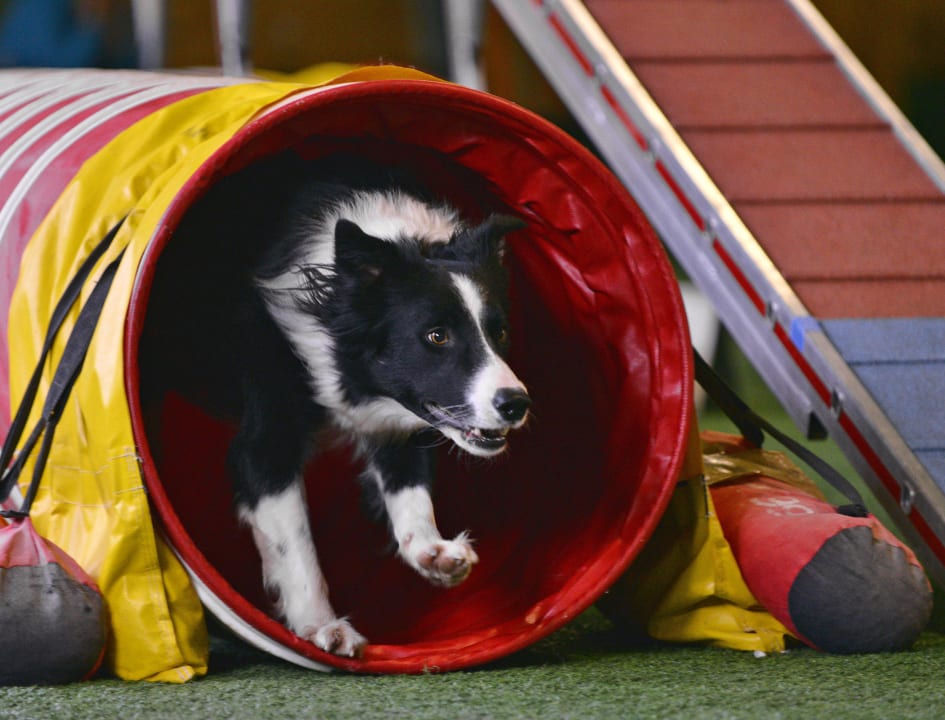 Hunde in Action Hundesporthotel Wolf