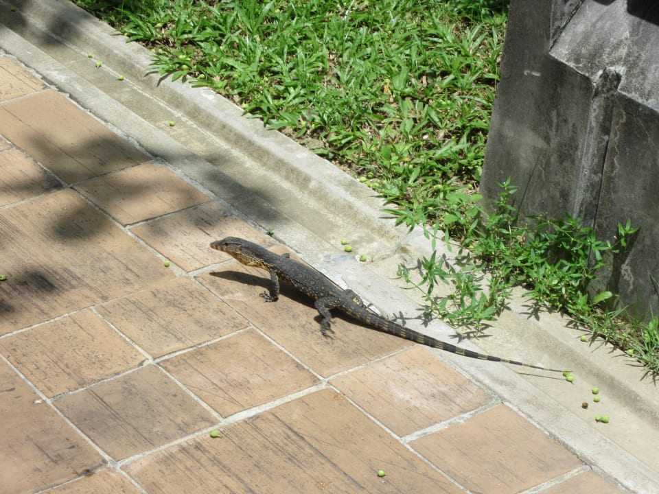 Tier in Anlage Khaolak Laguna Resort