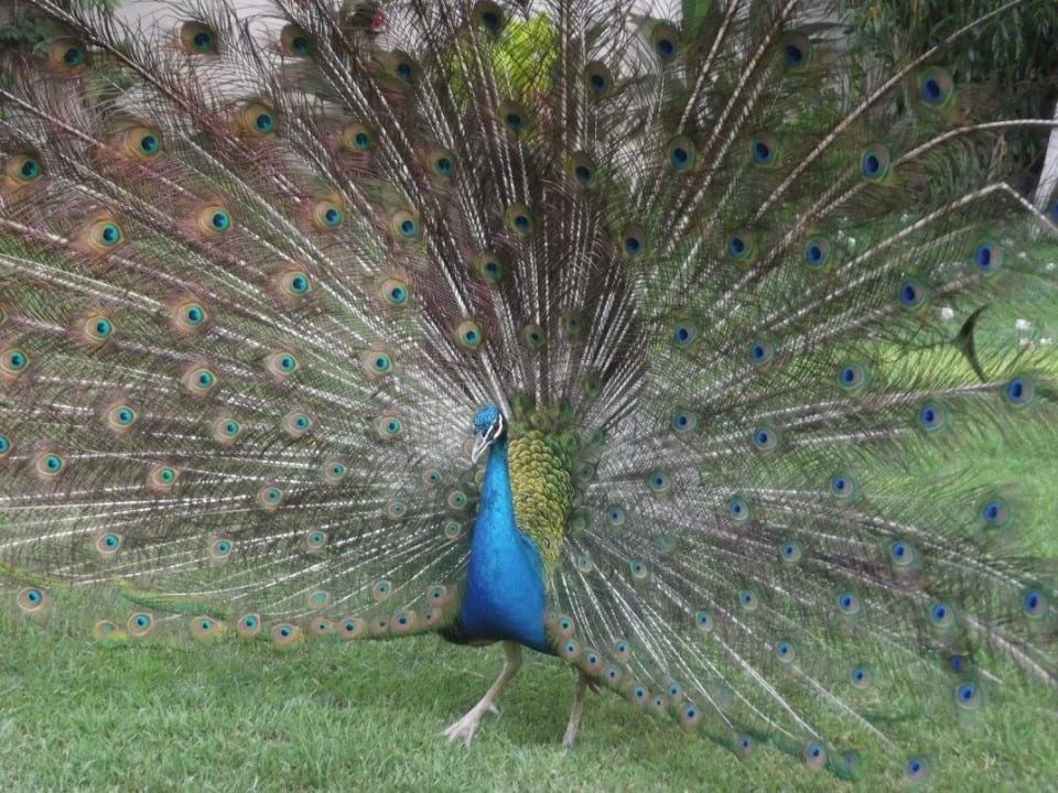 Gartenanlage Seaden Corolla Hotel