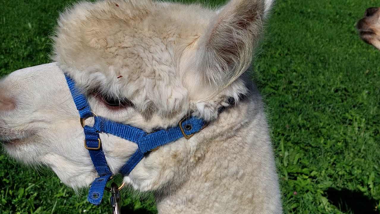 Sport & Freizeit Hotel Der Löwe - Lebe frei