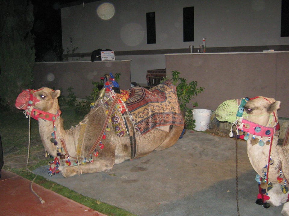 Sehr unterhaltsam Saturn Palace Resort Hotel