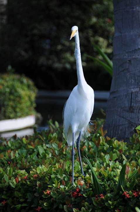 Reiher Grand Palladium Select Bávaro Resort & Spa