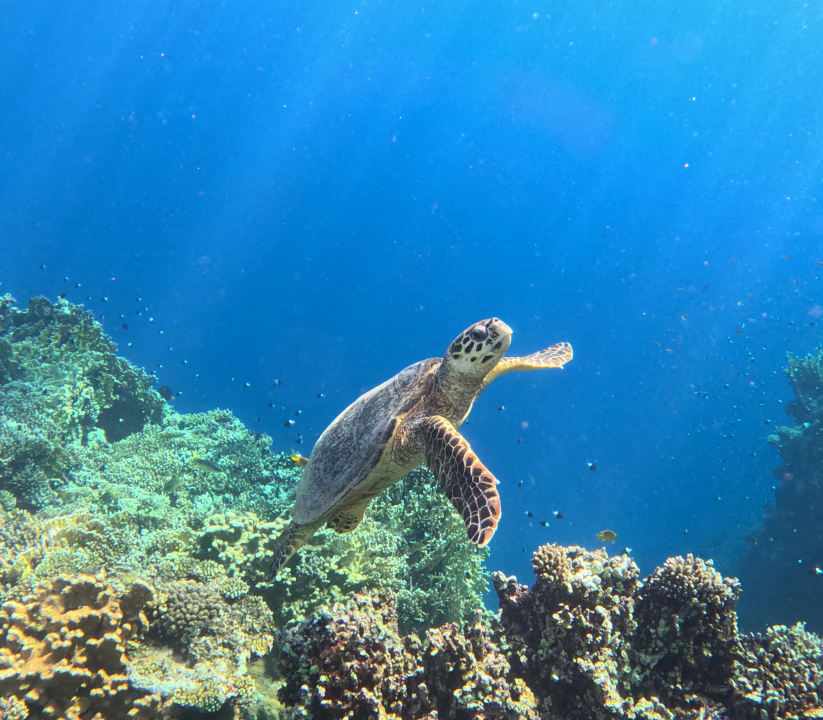 Sport & Freizeit Three Corners Happy Life Beach Resort