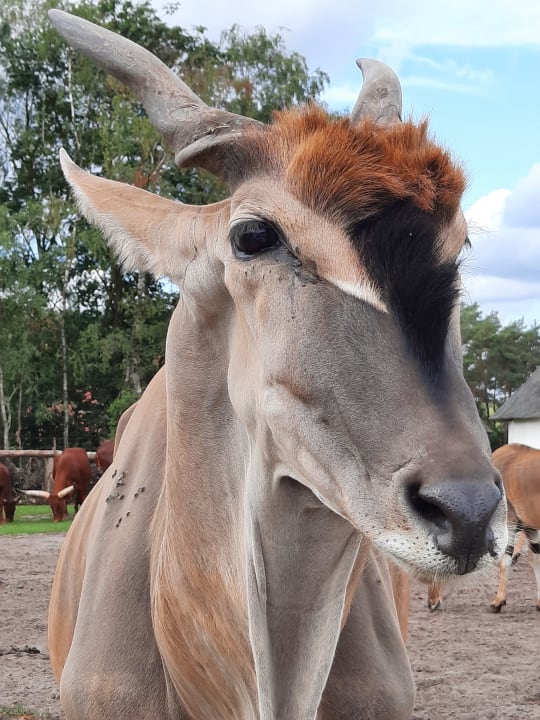 Sport & Freizeit Safariland Stukenbrock Erlebnisresort