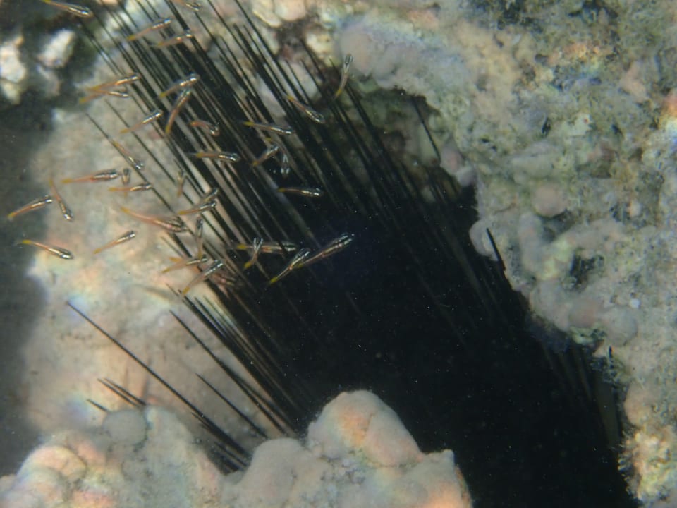 Strand Makadi Spa - Adults only