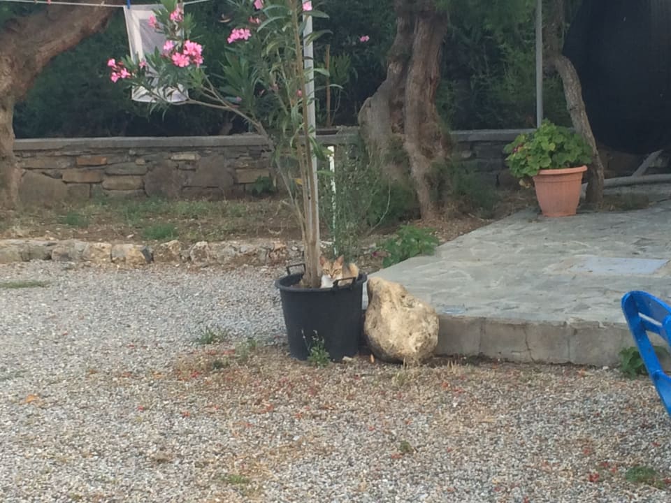 Gartenanlage Tselios Apartments