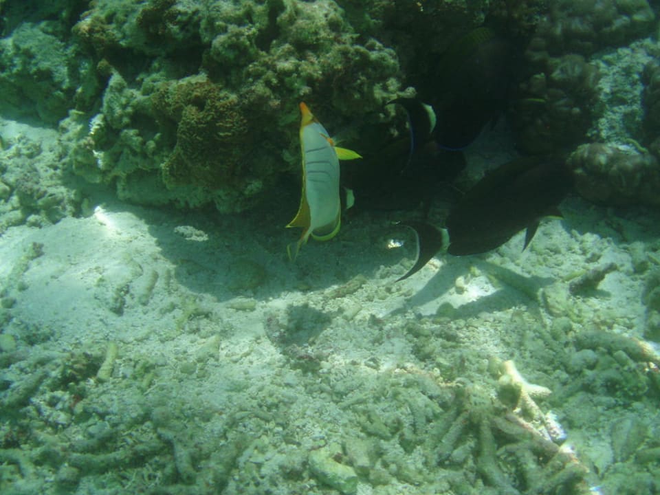 Fische Adaaran Select Hudhuran Fushi - Premium All Inclusive