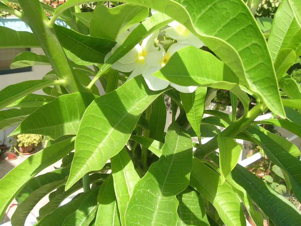 Plumeria Pudica Hotel Kathrin Beach