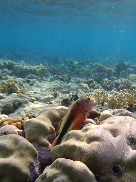 .... Malikia Resort Abu Dabbab