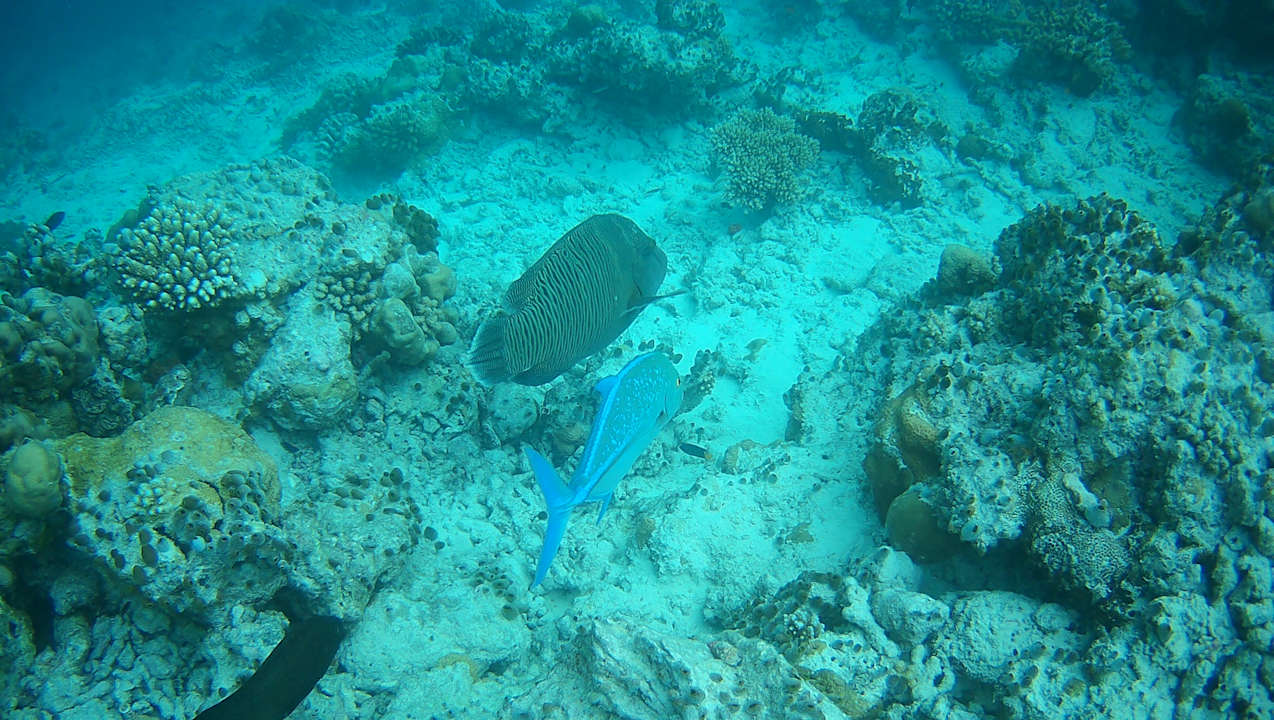 Sonstiges Vilamendhoo Island Resort & Spa