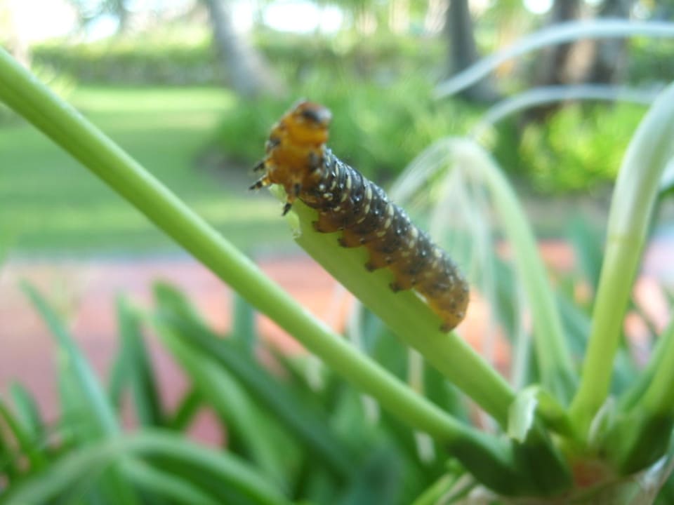 Raupe Hotel Grand Palladium Palace Resort, Spa & Casino