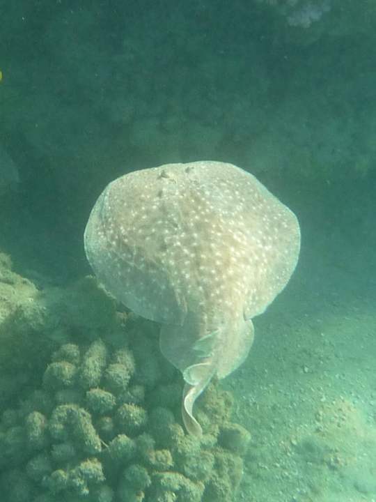 Sport & Freizeit Shams Alam Beach Resort