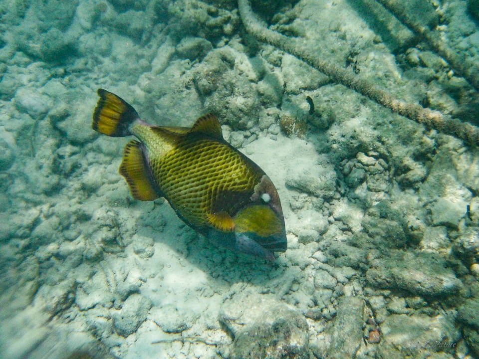 Sport & Freizeit Summer Island Maldives