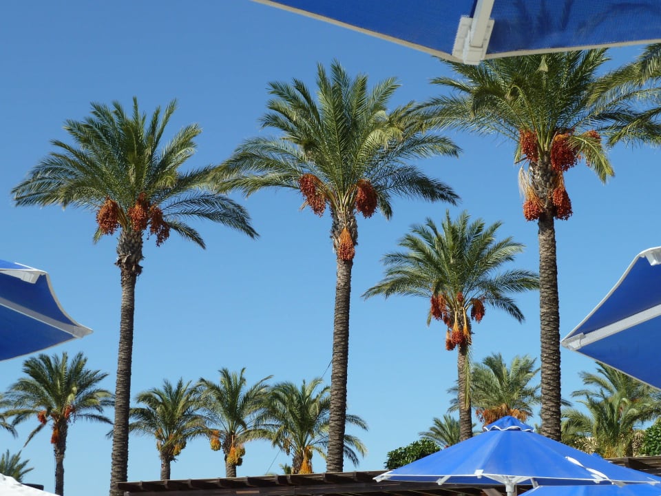Palme trifft Sonnenschirm Hotel Horizon Beach Resort