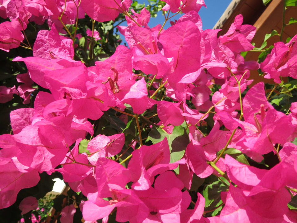 Viele Blumen im Hotel Apollonia Beach Resort & Spa