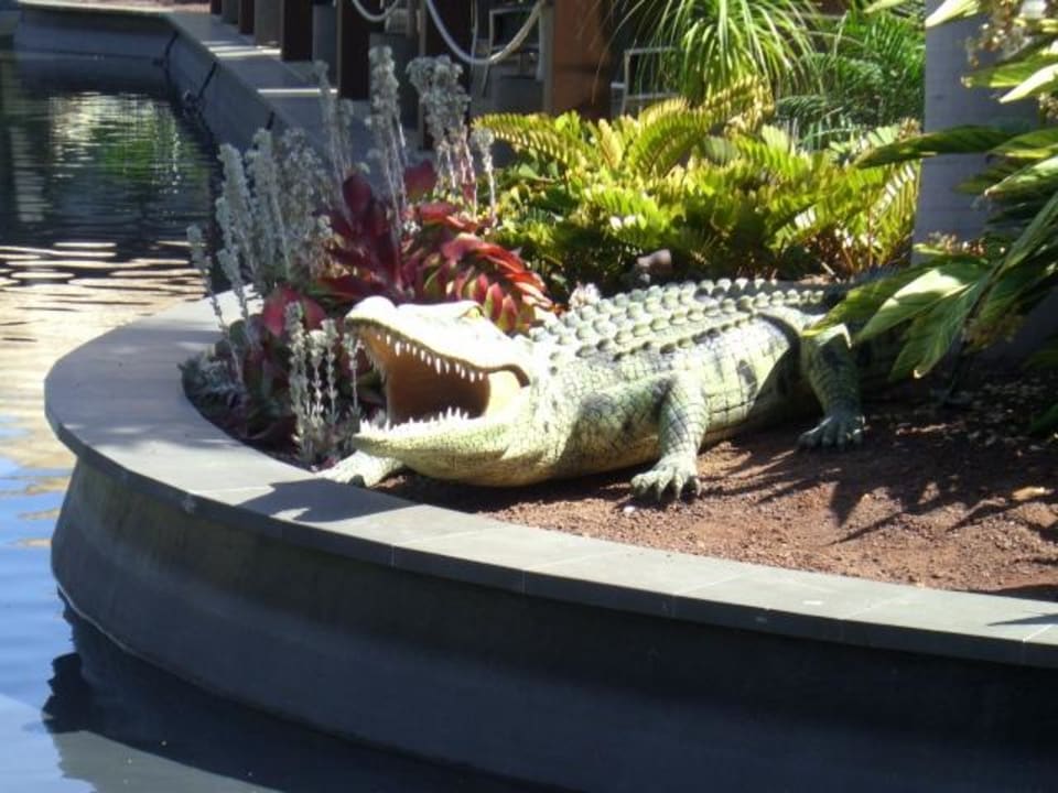 Wilde Tiere im Garten  Lopesan Baobab Resort