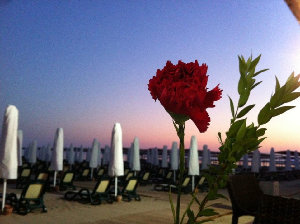 Strandrestaurant Sentido Trendy Verbena Beach