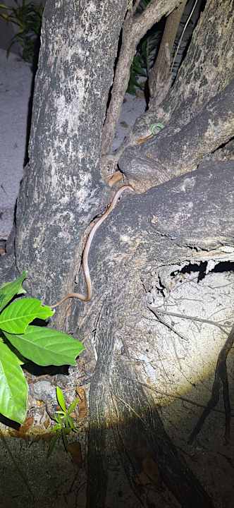 Strand Adaaran Select Meedhupparu Island Resort - Premium All Inclusive