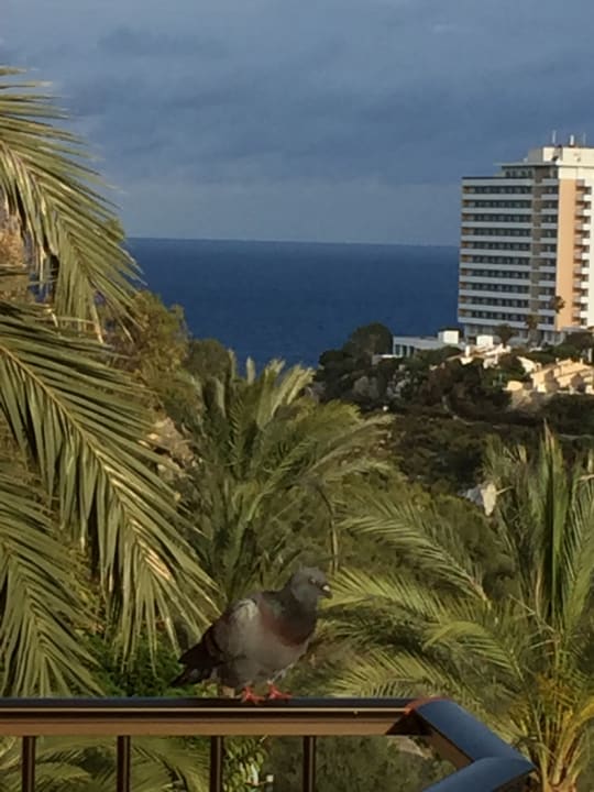 Sonstiges HSM Canarios Park