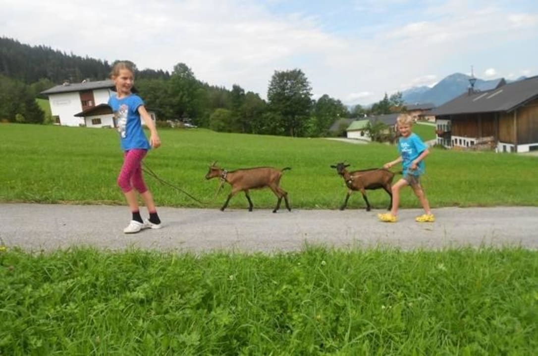 Die Ziegen dürfen auf die Weide Appartementhaus Fischbacher - Bauernhof Grosswolfing