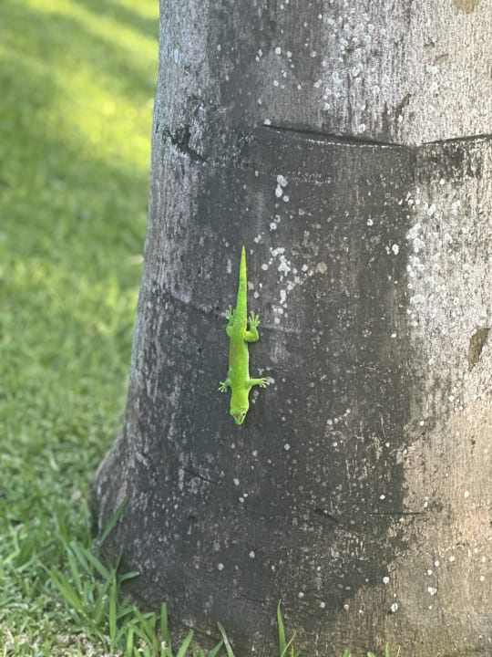 Gartenanlage Mauricia Beachcomber Resort & Spa