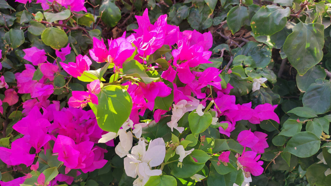 Gartenanlage JAZ Neo Saraya Palms