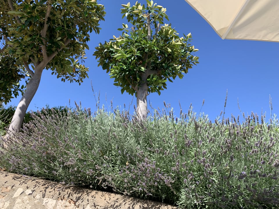 Gartenanlage blau punta reina