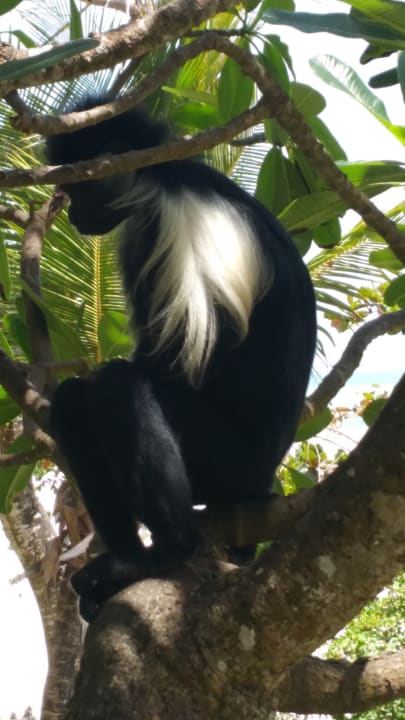 Gartenanlage Baobab Beach Resort & Spa