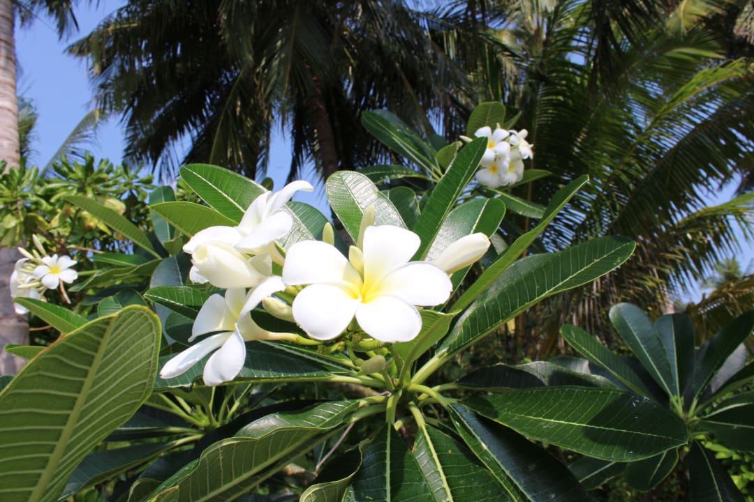 Gartenanlage Veligandu Maldives Resort Island