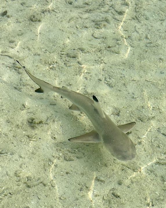 Sport & Freizeit Summer Island Maldives